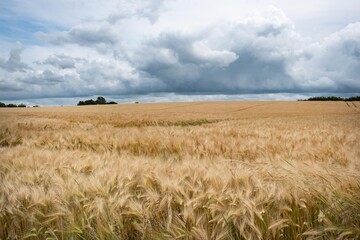 Getreidefeld in Norddeutschland 