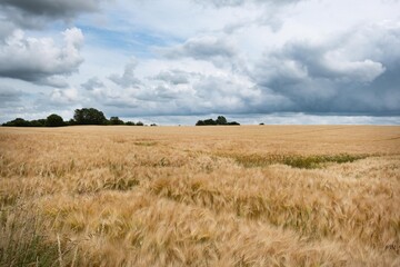 Fototapeta premium Getreidefeld in Norddeutschland 