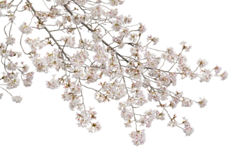 サクラ　染井吉野　4月撮影