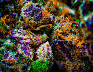 Macro photography of cannabis