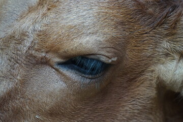 close up of a cow eye