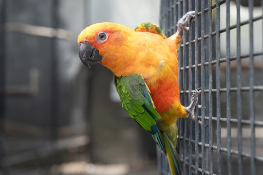sun conure parakeet bird, orange green, captive caged cage aviary zoo pet, close portrait