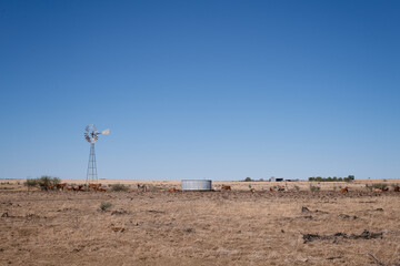 Outback Queensland Australia, drought dry, farming windmill cattle livestock, barren harsh hot...