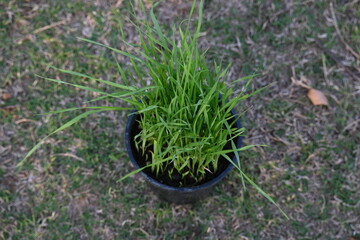 Wheatgrass in pot. This is wheatgrass from which juice is prepared. This juice is good for health. Green leaves of young wheat grass.