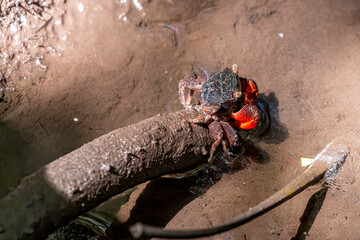 Obraz premium Zanzibar - Crab with red claws (eosarmatium africanum)