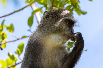 Zanzibar - diademed monkey (Cercopithecus mitis) - Powered by Adobe