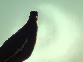 pigeon staring me
