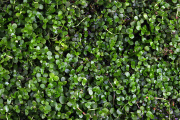 Beautiful aquatic plant monte carlo, Green leaves monte carlo growing in puddles, Micranthemum 'Monte Carlo' leaves