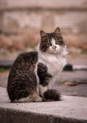 Street Cat Serenity. A Close-Up  Portrait of survival. The gray and white kitty, isolated . Blurry background.