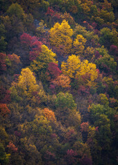 Autumn Symphony. A Collage of Nature's Vibrant Palette.
