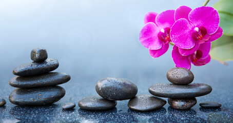 Fototapeta na wymiar Pink orchid flowers and black spa stones on the gray table background.