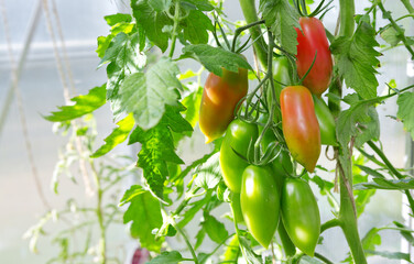 Bottle tomatoes grow in the home garden .
