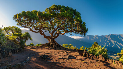 Spain Isle of La Palma. A big tropical tree on La Palm