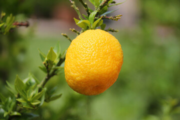 Poncirus trifoliata fruits growing in the garden close-up.