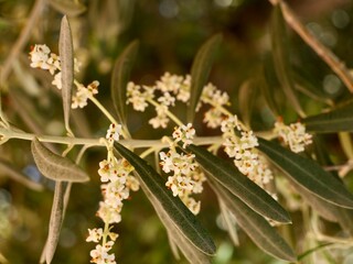 The olive flowers (Olea europaea), Spain