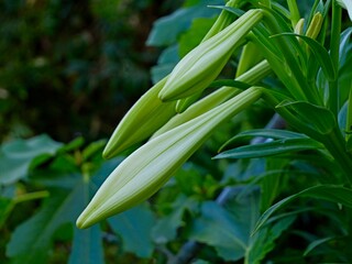 Fototapeta premium Flowers of the regal lily, royal lily, king's lily or Christmas lily (Lilium regale), cultivar, Spain