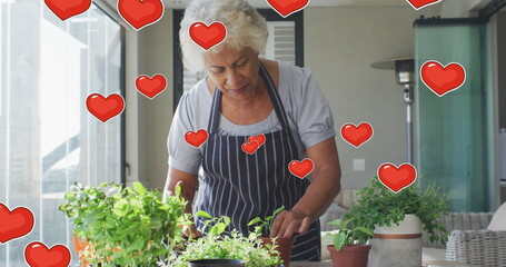 Image of red hearts over senior biracial woman potting plants at home - Powered by Adobe
