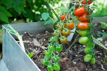 Cocktail tomatoes in the home garden .