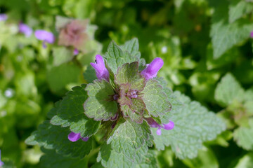 Close up of red dead-nettle (Lamium purpureum) with green blurred background.