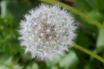Beautiful natural background of airy light dandelion flower with white light seeds on plant head-...