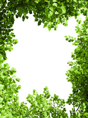Greenery branches leaves frame border