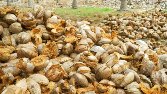 Closeup heap of dried coconut husk, Coconut exterior shell, Tamil Nadu, India