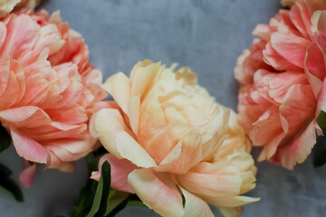 Coral peonies on grey concrete background