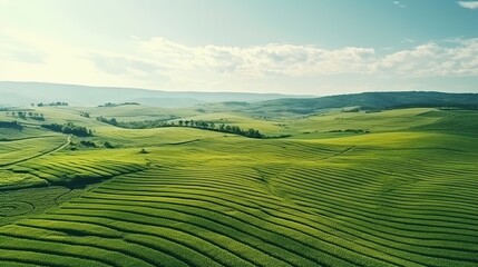 Fototapeta premium Aerial view of a wide and beautiful green agricultural field.