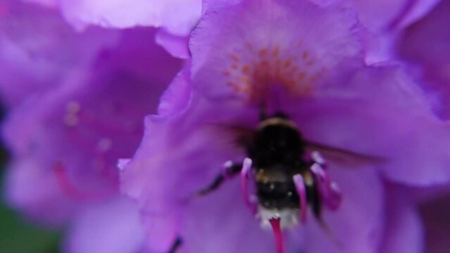 Bumblebee Stuck When Pollinating Purple Rhododendron. - close up shot
