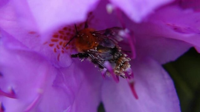 Bumblebee Pollinating Purple Rhododendron. - close up shot