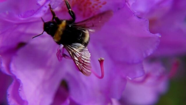 Bumblebee Climbing And Lifting Off after Pollinating A Purple Rhododendron. - close up shot