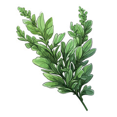 Hand drawn twig of thyme isolated on white background. Vector illustration.