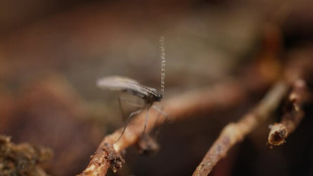 Cecidomyiidae Fungus gnat sits on twig on forest floor, low angle shallow depth