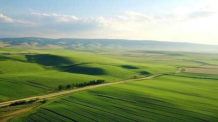 Fototapeta premium Aerial view of a wide and beautiful green agricultural field.