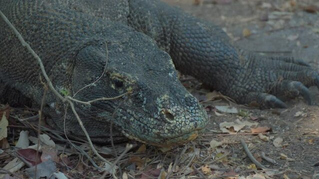 Komodo dragon sniffs the air  with its forked tongue to. Close-up
