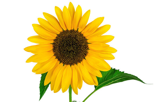 Beautiful sunflower flower on white background