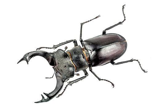 Photo of big stag beetle (Lucanus cervus) the largest beetle of Europa on white background