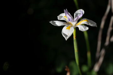 Beautiful Dietis grandiflora or fortnight lilyflower in a garden with dark background. Considered an 'environmental weed' in parts of Australia. Focus on the left one
