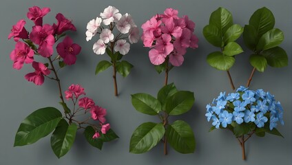 Set of Bombax Ceiba, Bougainvillea, and Brunfelsia Americana flowers and plants rendered in top view 3D illustration, suitable for digital composition Generative AI