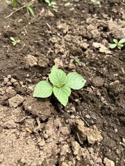 plant in the ground