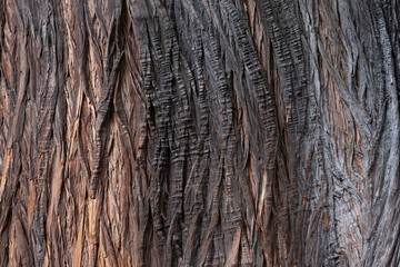 Bark of the Taxodium mucronatum or Montezuma Baldcypress, listed on the National Trust Register of...