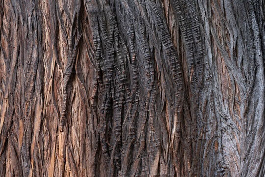 Bark of the Taxodium mucronatum or Montezuma Baldcypress, listed on the National Trust Register of significant trees of Victoria. Botanical Garden, Melbourne, Australia