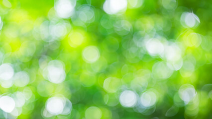 Green Nature Tree Leaves Bokeh Background