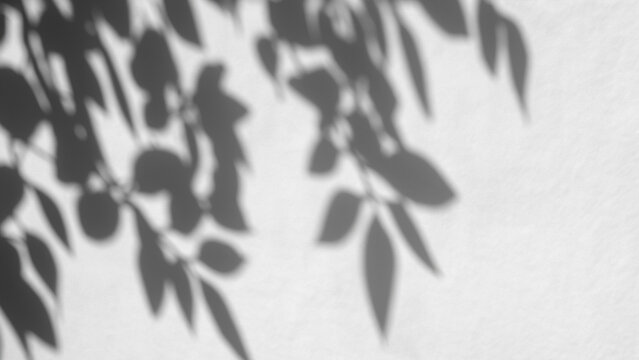 Blurry Leaf Shadows on White Wall