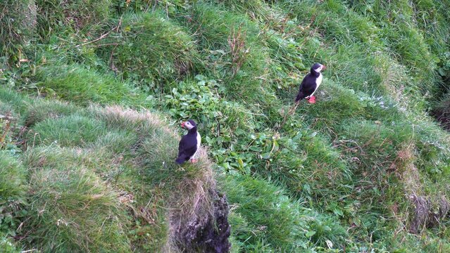 Puffin Birds Nesting Location, Heimaey Island, Iceland