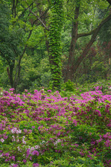 Rhododendrons bloom in Moshan scenic spot on East Lake in Wuhan, Hubei province