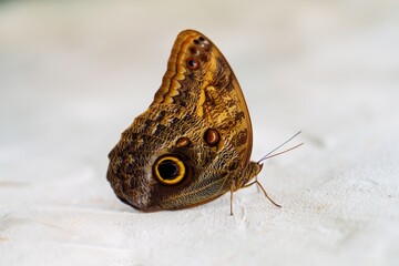 A brown butterfly with a yellow spot on its wing is sitting on a white surface.