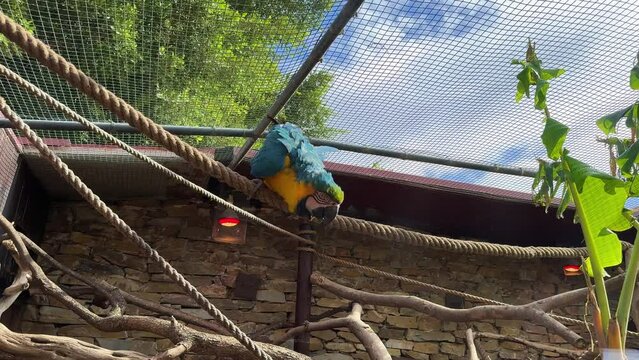 Exotic talking parrot yellow and blue in captivity at Spain spanish zoo