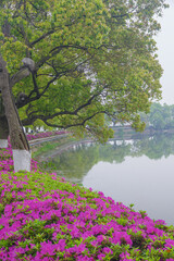 Rhododendrons bloom in Moshan scenic spot on East Lake in Wuhan, Hubei province
