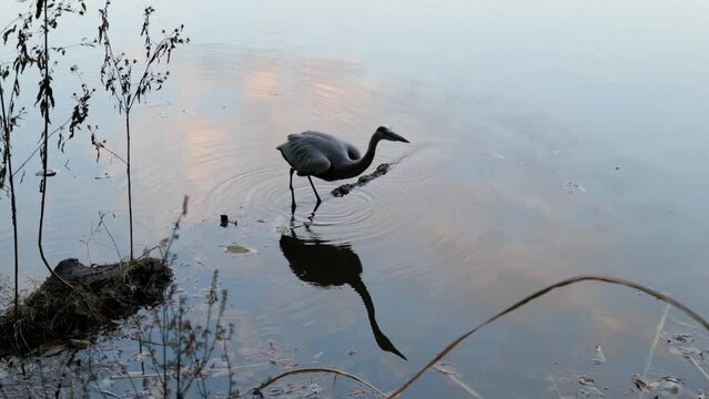 A calm heron jumps in search of its new prey, in the pond in a park in Tokyo, Japan.